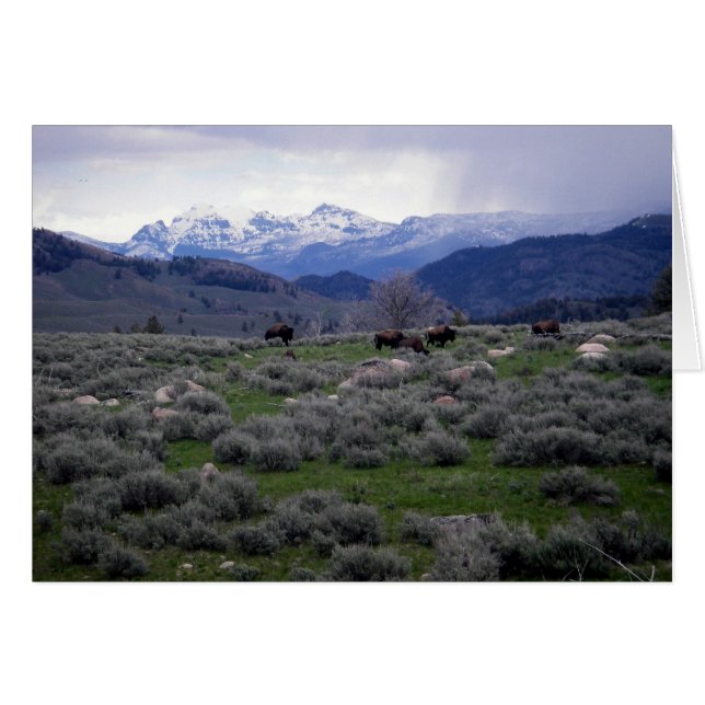 Bison à Yellowstone (Devant horizontal)