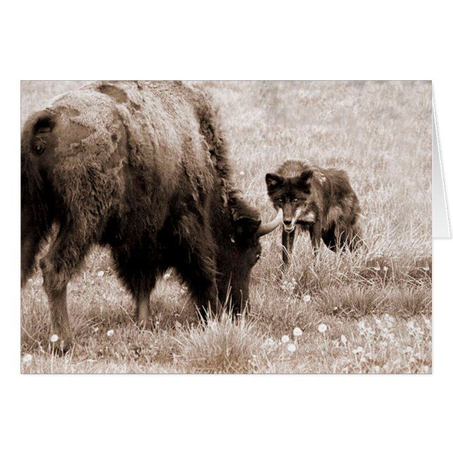Bison agressif et loup noir (Devant horizontal)