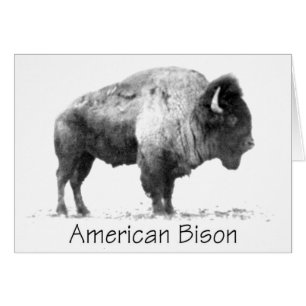 Bison américain