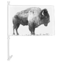 Bison américain