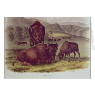 Bison américain ou Buffalo