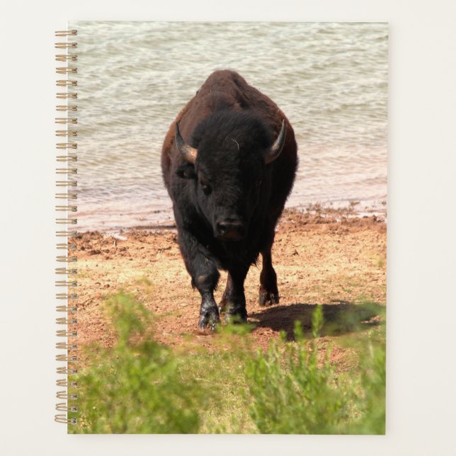 Bison at the Water (Devant)