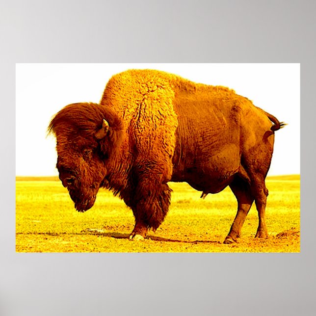 Bison Buffalo American Art Poster (Devant)