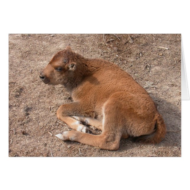 Bison Calf (Devant horizontal)