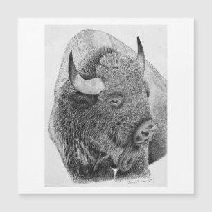 Bison d'Amérique