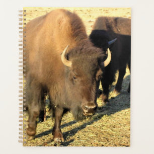 Bison dans le Colorado