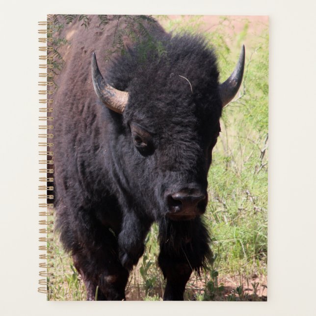 Bison de près (Devant)
