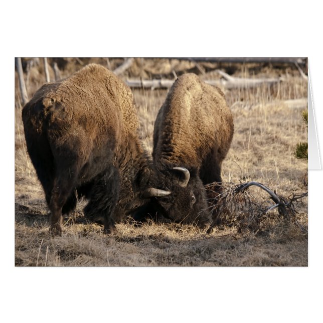 Bison de tête - Carte (Devant horizontal)