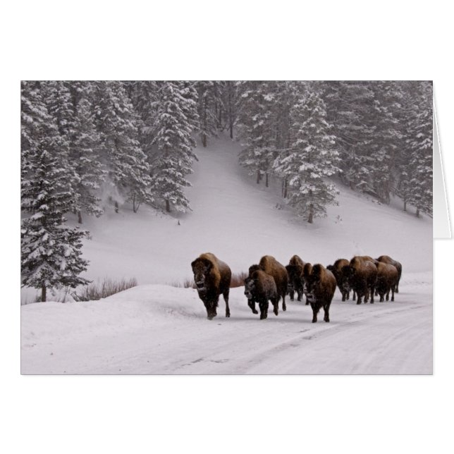 Bison en hiver (Devant horizontal)