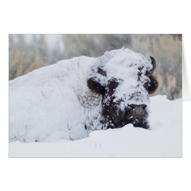 Bison mâle, pelage d'hiver (Devant horizontal)