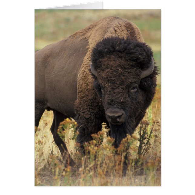 Bison photo (Devant)