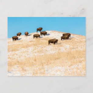 Bison sur une carte postale