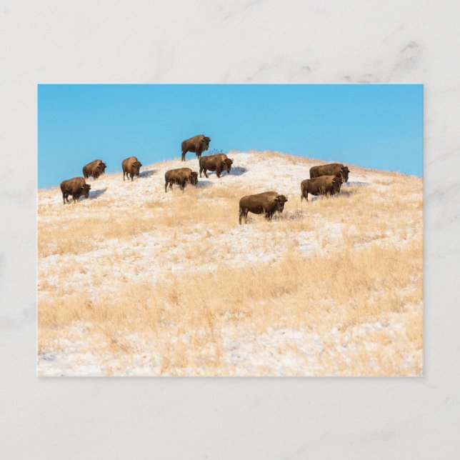 Bison sur une carte postale (Devant)