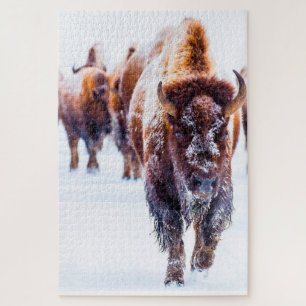 Bison Yellowstone Wyoming. Puzzle