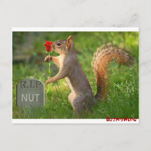 BizzareWorld pleure les cartes postales d'écureuil