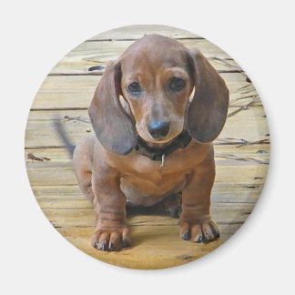 BK - Magnet de marionnettes Dachsund