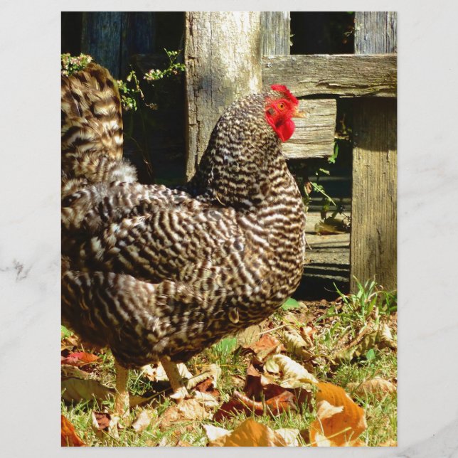 Black and white chicken (Devant)