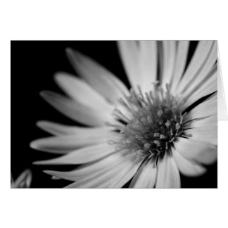 Black and White Flower