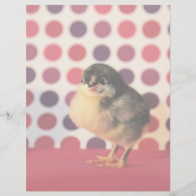 Black Astralorp Chick (Devant)