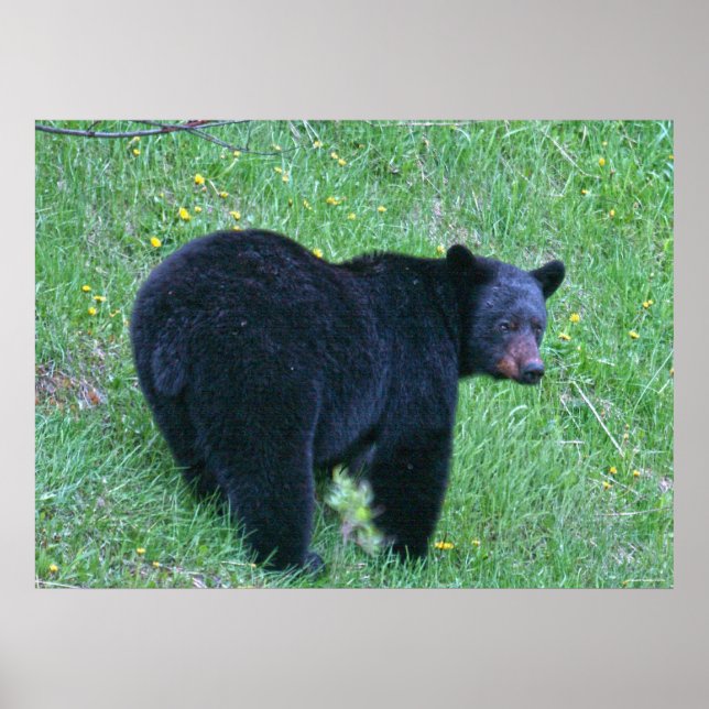 Black Bear Grazing on Green Grass Wildlife Poster (Devant)
