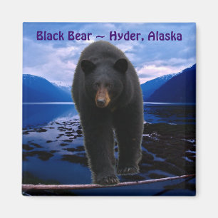 BLACK BEAR Hyder, Alaska Wildlife Magnet