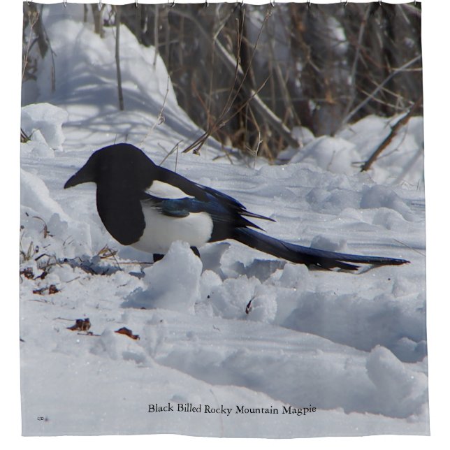 Black Billed Rocky Mountain Magpie rideau de douch (Devant)