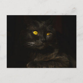 Black cat - Carte postale