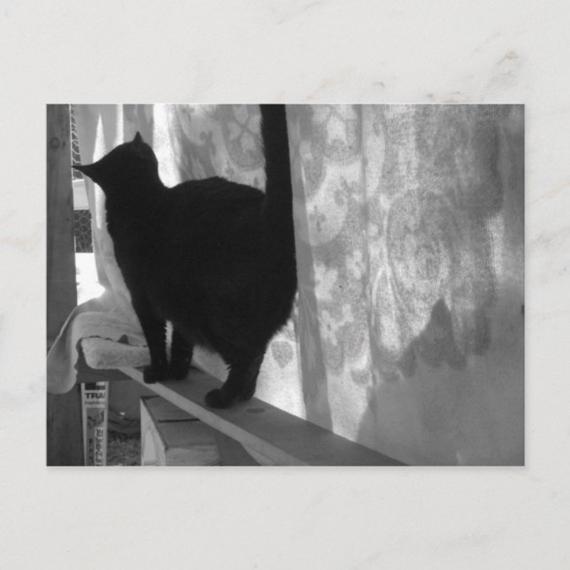 Black Cat Walking Away - carte postale (Devant)