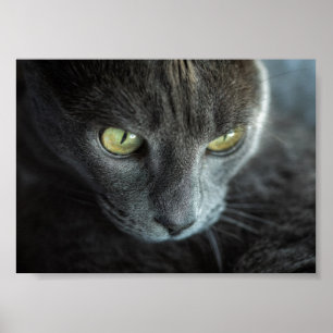 BLACK CAT WITH GREEN EYES PHOTOGRAPHIC POSTER