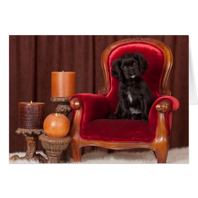 Black Cavalier King Charles Spaniel (Devant horizontal)