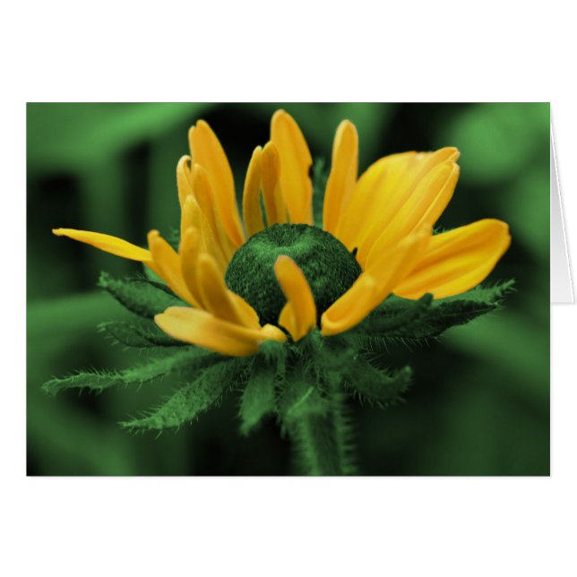 Black Eyed Susan en Green Flower Card (Devant Horizontal)