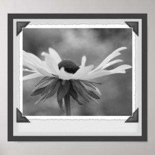 Black Eyed Susan Floral Noir Et Blanc Impression