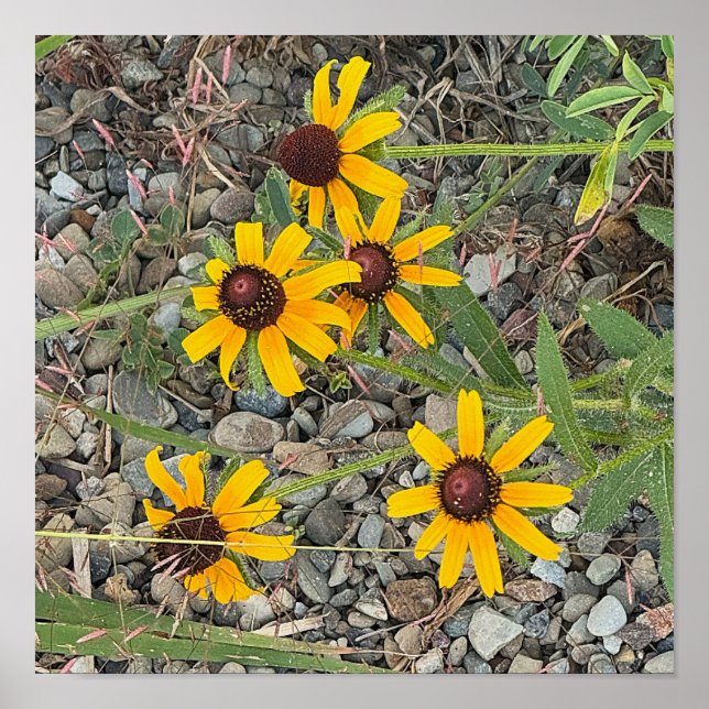 Black-eyed Susans Poster (Devant)