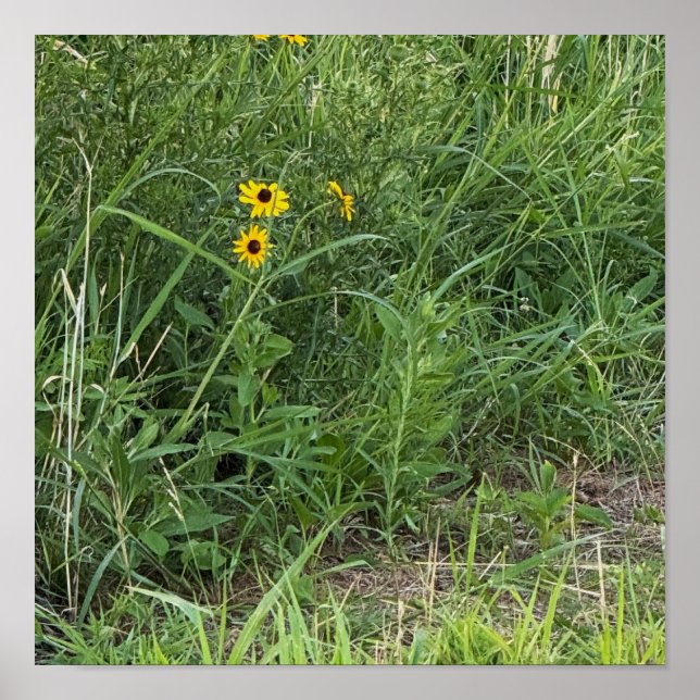 Black-eyed Susans Poster (Devant)