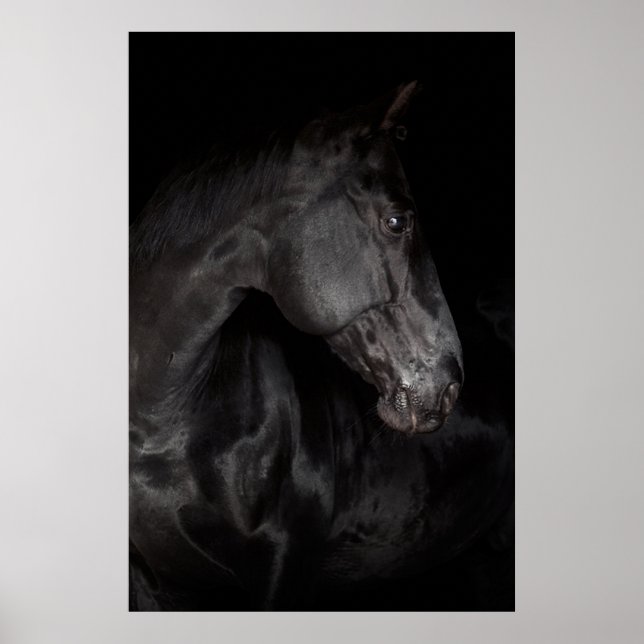 Black Horse Stallion Photo Nature Wall Poster (Devant)