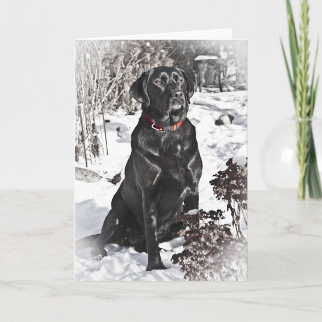 Black Lab, carte blanche (Devant)