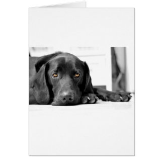Black Labrador