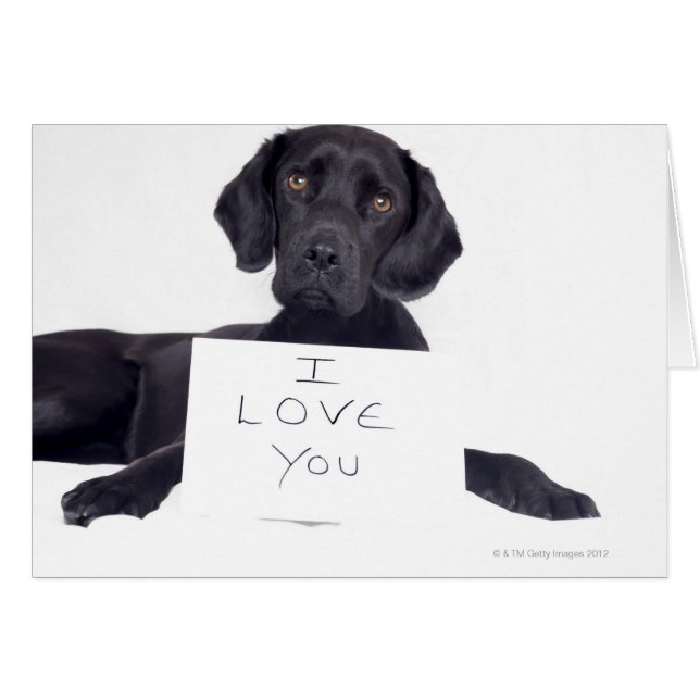 Black Labrador 13 mois (Devant horizontal)