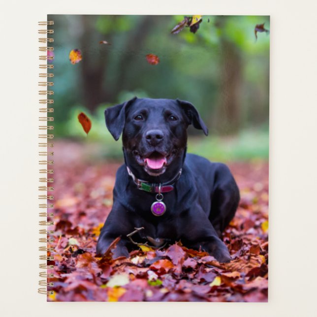 Black Labrador Dans Les Feuilles D'Automne (Devant)