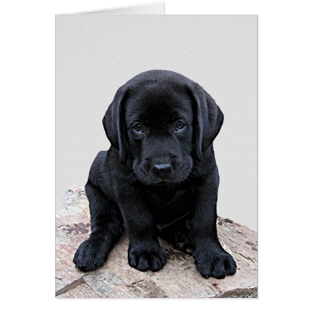 Black Labrador Pup (Devant)