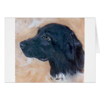 Black Labrador Retriever