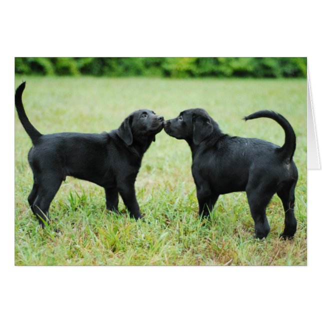 Black Labrador Retriever (Devant horizontal)