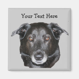 Black Labrador Retriever Dog Magnet