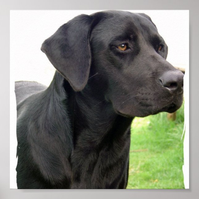 Black Labrador Retriever  Dog Poster Print (Devant)