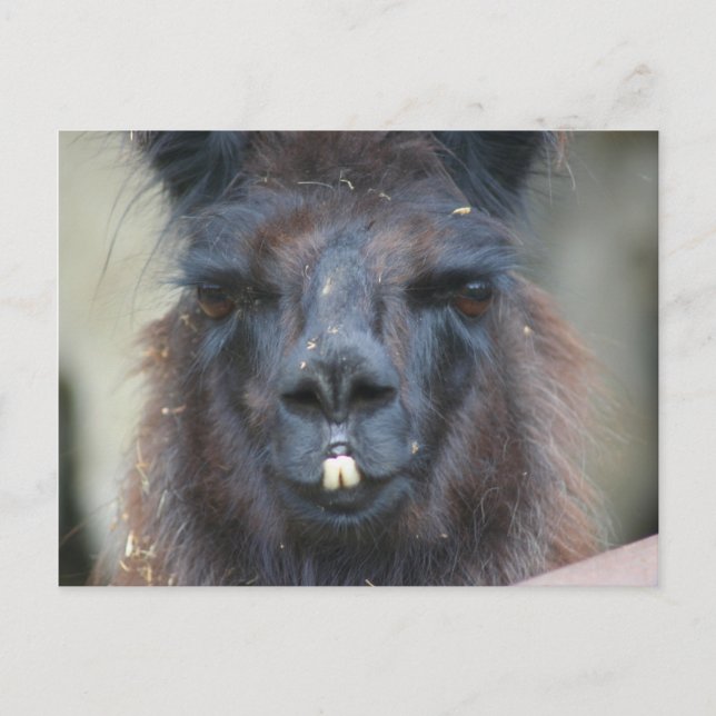 Black Llama Farm Animal Nature Photo Carte Postale (Devant)