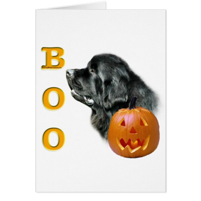 Black Newfoundland Boo (Devant)