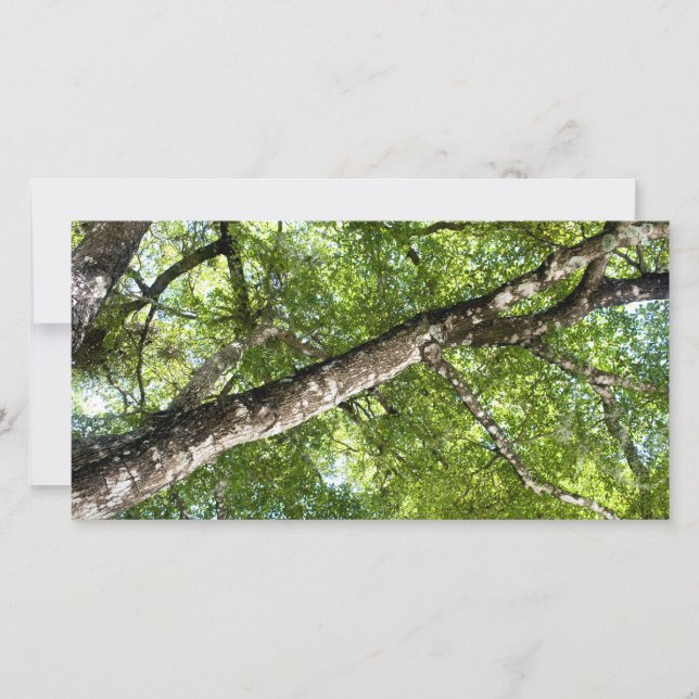 BLack Olive Tree Canopy (Devant)