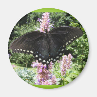 Black Swallowtail 67 ~ aimant