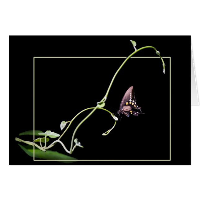 Black swallowtail butterfly (Devant horizontal)