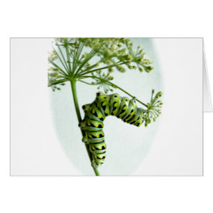 Black Swallowtail Caterpillar mangeant du persil